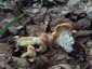 Sárga gereben (Hydnum repandum), Mátra